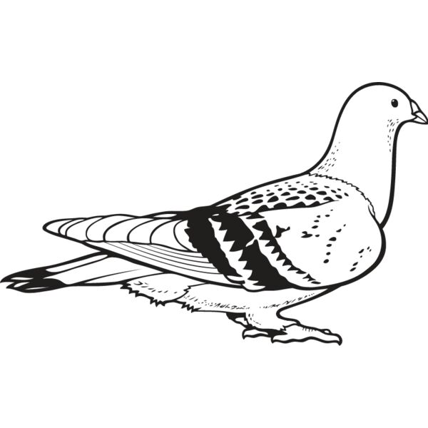 Pigeon2 Thumbnail
