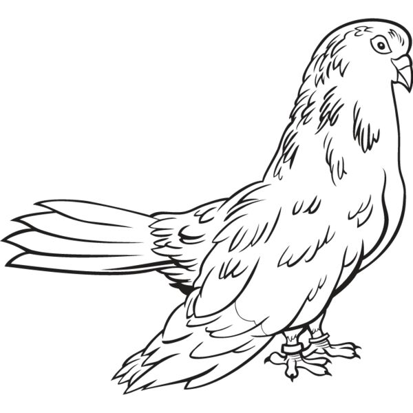 Pigeon1 Thumbnail