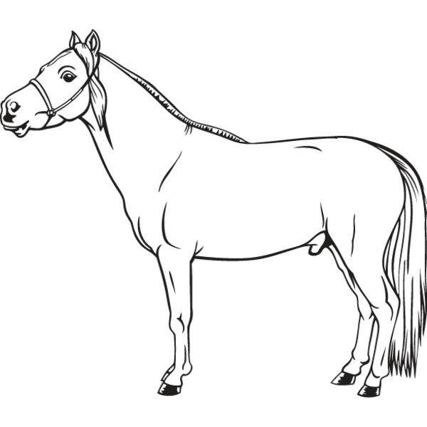 Miniature Horse1 Thumbnail