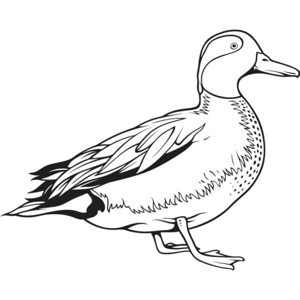 Duck1 Thumbnail