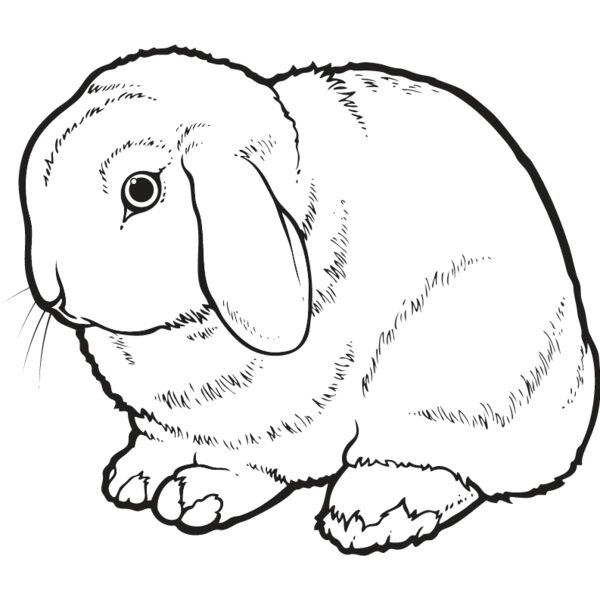 Rabbit6 Thumbnail