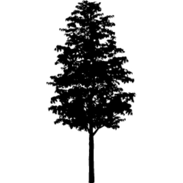 Young Tree5 Thumbnail