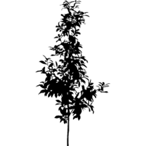 Young Tree6 Thumbnail